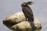 Cormorant 